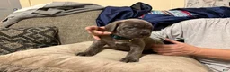 Cane Corso dogs for sale: Cane Corso Puppy 6 - Ad 1
