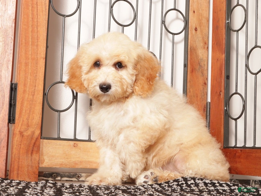 Bichpoo dogs April  - Ad 2