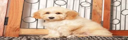 Bichpoo dogs for sale: April  - Ad 2