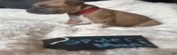 American Pit Bull Terrier dogs for sale: Spider-man  - Ad 3