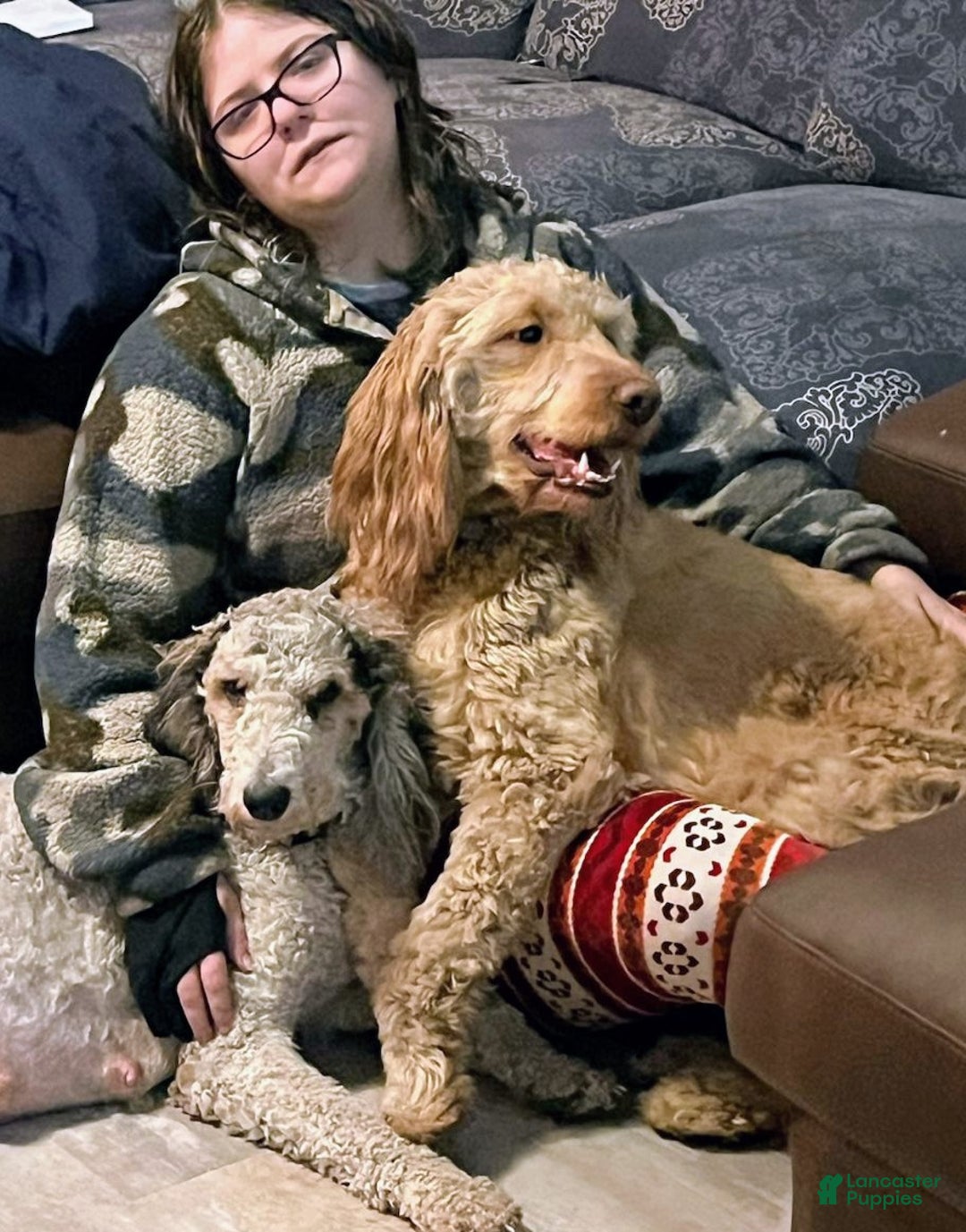 Gallery Image {{count}}