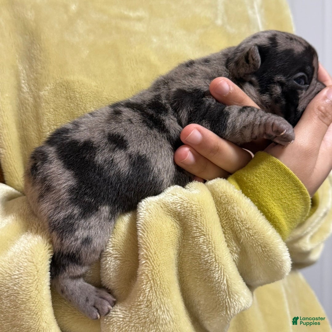 French Bulldog dogs for sale: Prince - Ad 4