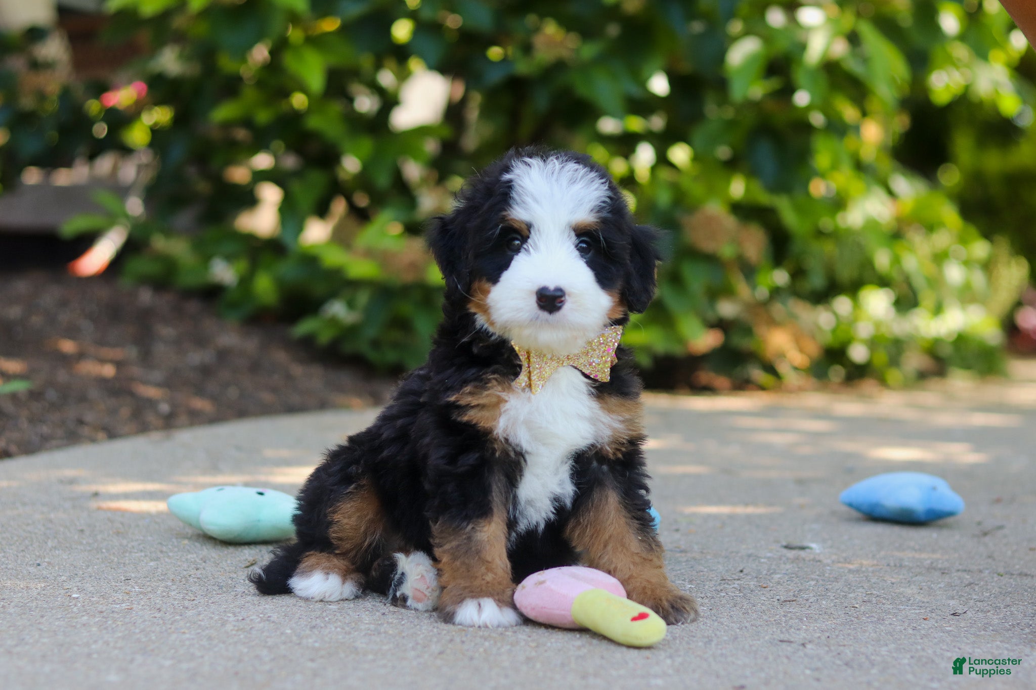Mini Bernedoodle dogs Kip - Ad 2