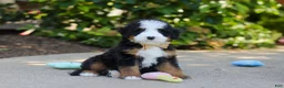 Mini Bernedoodle dogs for sale: Kip - Ad 2