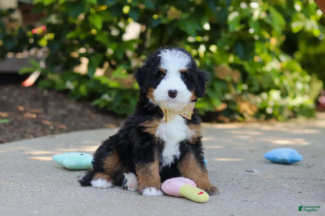 Mini Bernedoodle dogs for sale: Kip - Ad 2