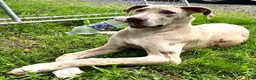 Great Dane dogs for sale: Great Dane 1 - Ad 2