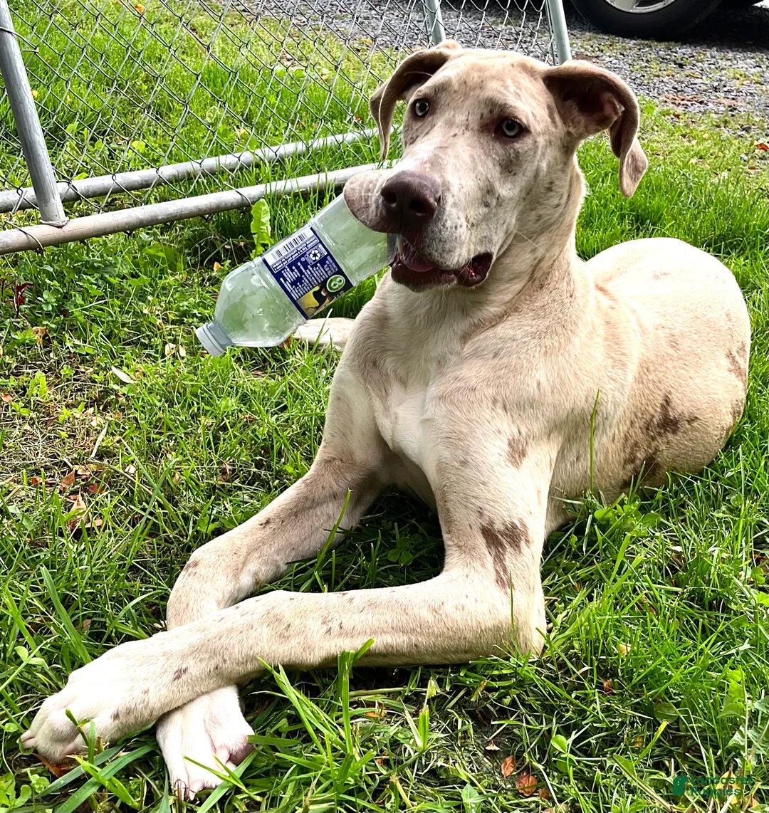 Great Dane dogs for sale: Great Dane 1 - Ad 2
