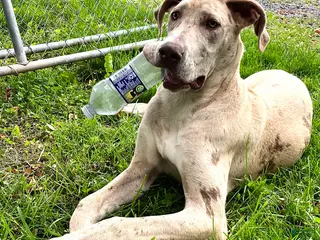 Great Dane dogs Great Dane 1 - Ad 2