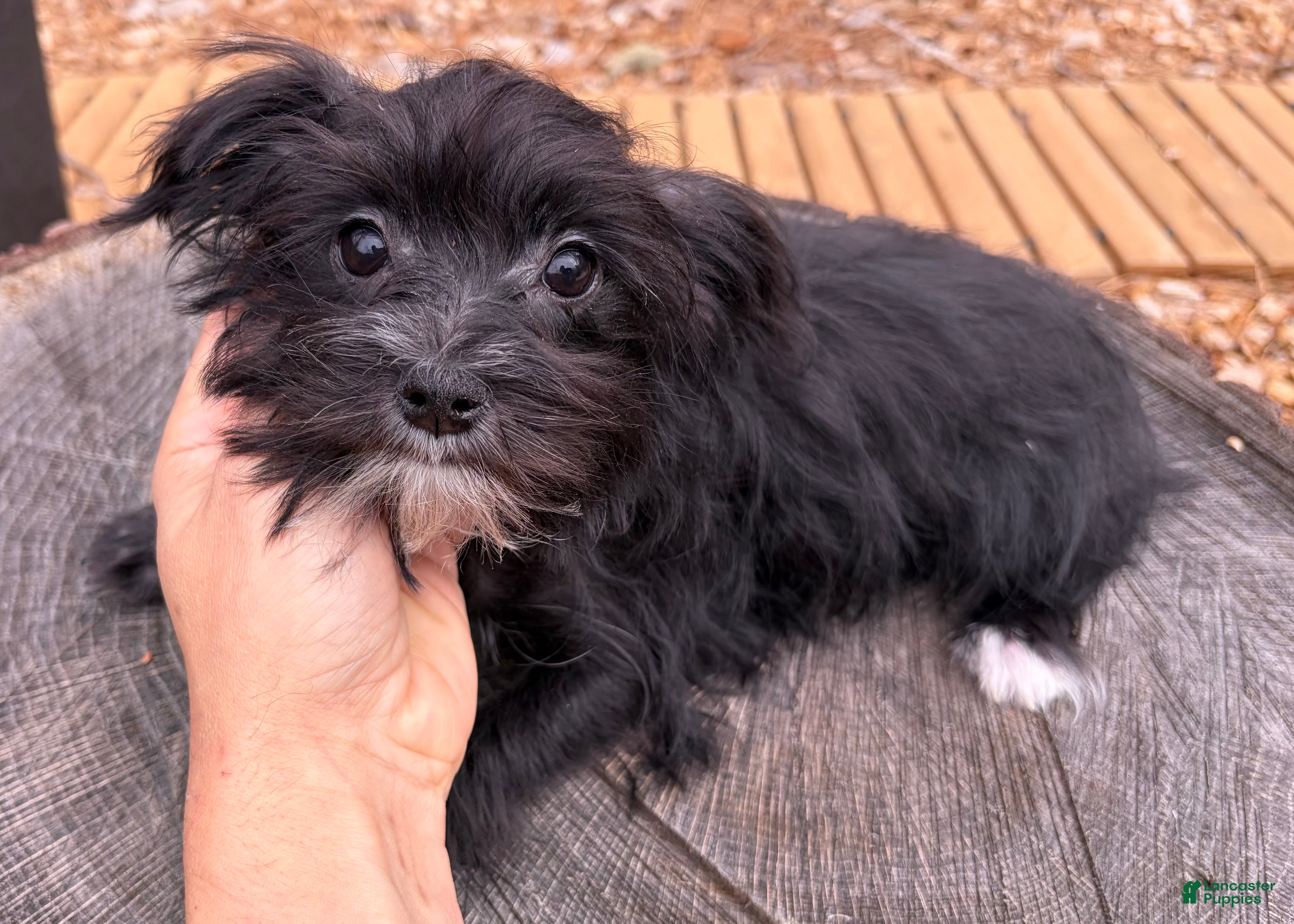 Morkie dogs Tara - Ad 31