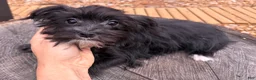 Morkie dogs for sale: Tara - Ad 1