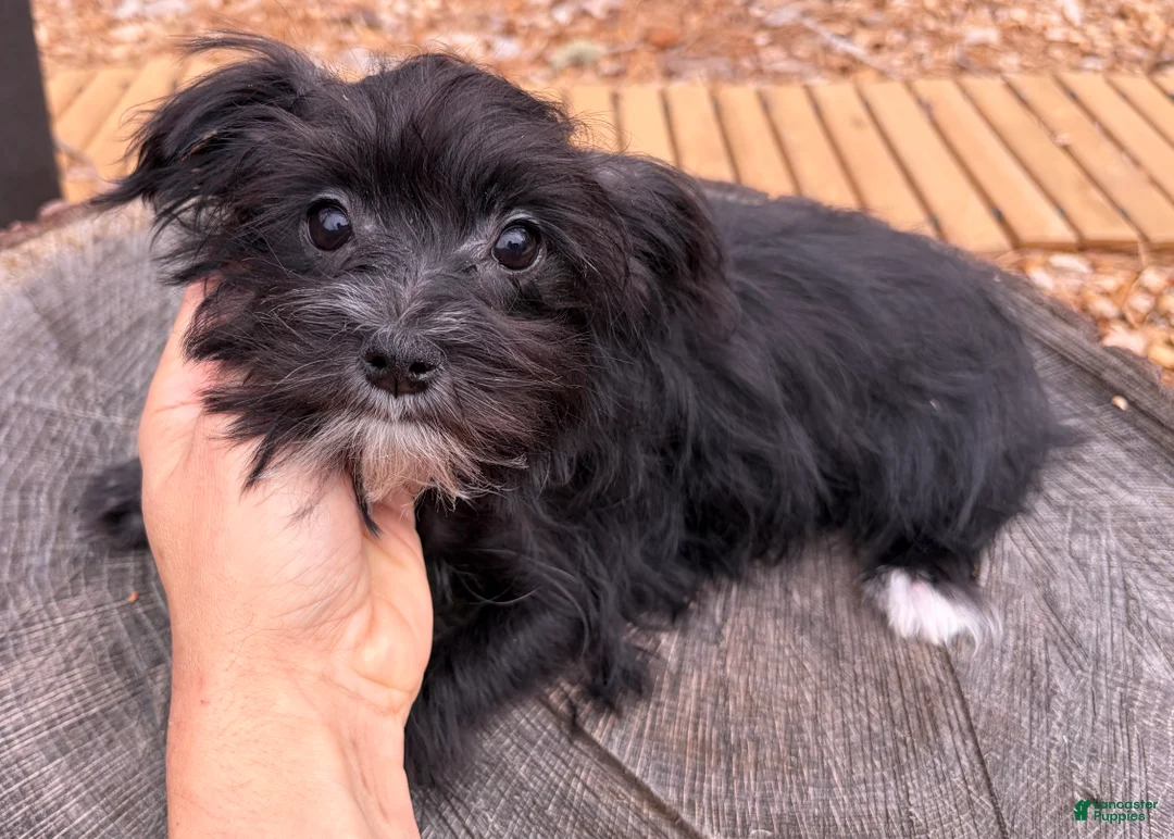 Morkie dogs for sale: Tara - Ad 1