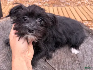 Morkie dogs Tara - Ad 31