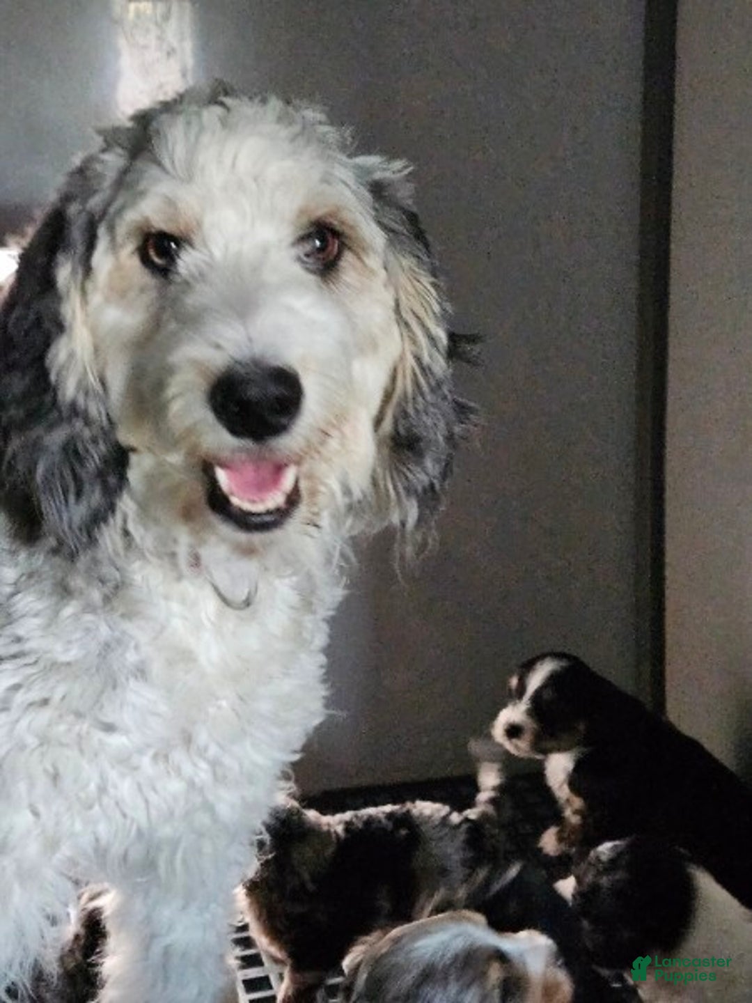 Mini Bernedoodle dogs for sale: Bernadette - Ad 2