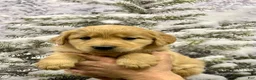 Golden Retriever dogs for sale: Honey - Ad 8