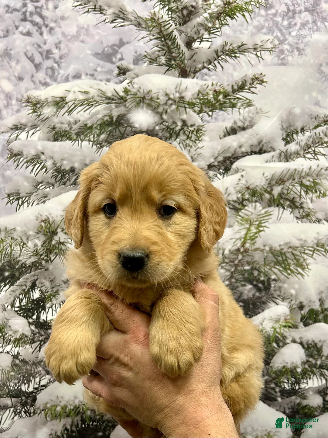 Golden Retriever dogs for sale: Honey - Ad 8