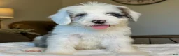 Sheepadoodle dogs for sale: Wrangler - Ad 6