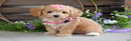 Maltipoo dogs for sale: Harmony  - Ad 6