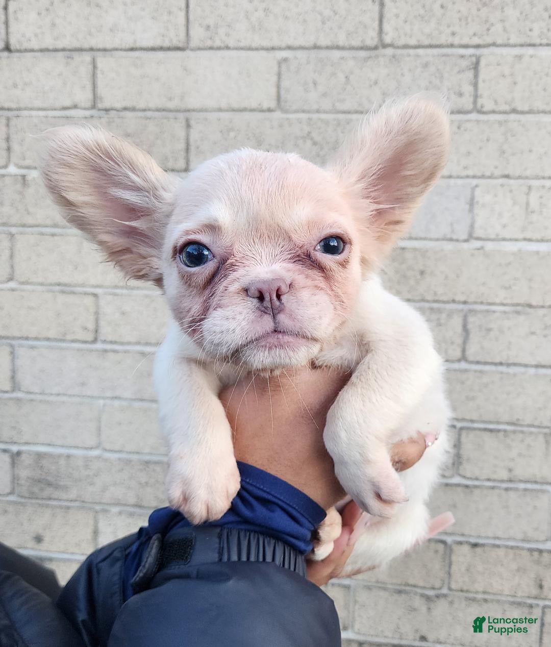 French Bulldog dogs French Bulldog Puppy 2 - Ad 1