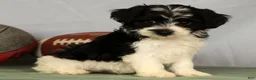 Yorkiepoo dogs for sale: Evelyn - Ad 9