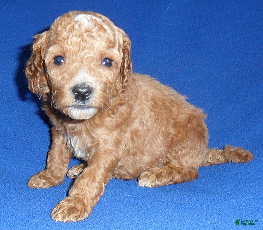 Cockapoo dogs for sale: Bentley - Ad 5