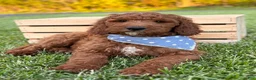 Irish Doodle dogs for sale: Copper - Ad 8