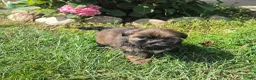 Shorkie dogs for sale: Tracy - Ad 4