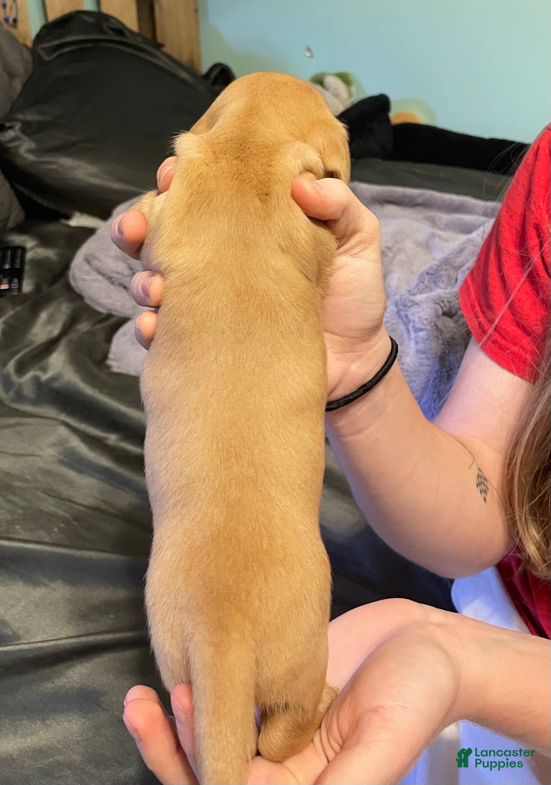 Dachshund dogs for sale: Stella - Ad 2