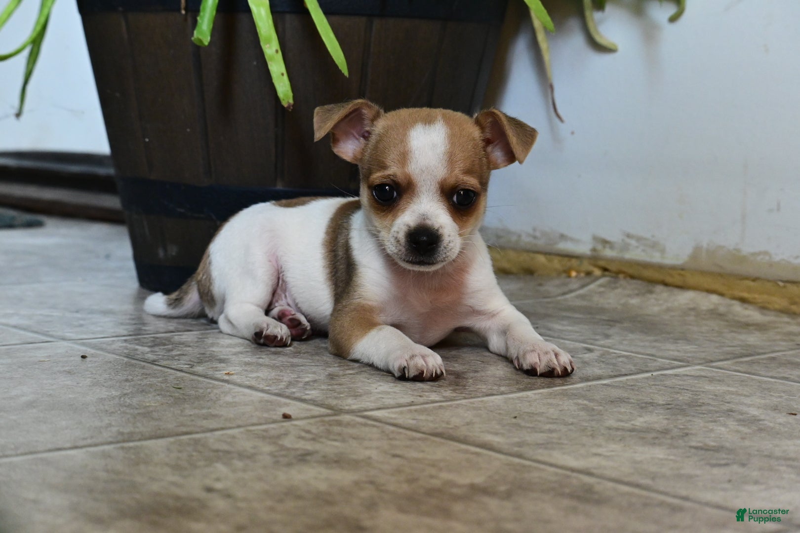 Mixed Breed dogs Bingo - Ad 12