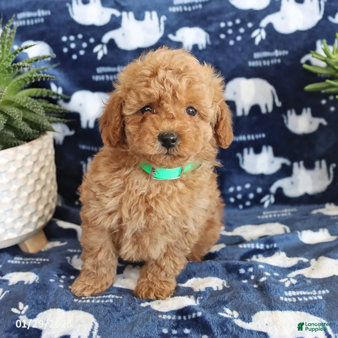 Miniature Poodle dogs for sale: Nelson - Ad 3