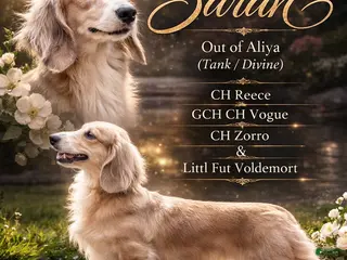 Miniature Dachshund dogs Sarah- all Imports - Ad 41