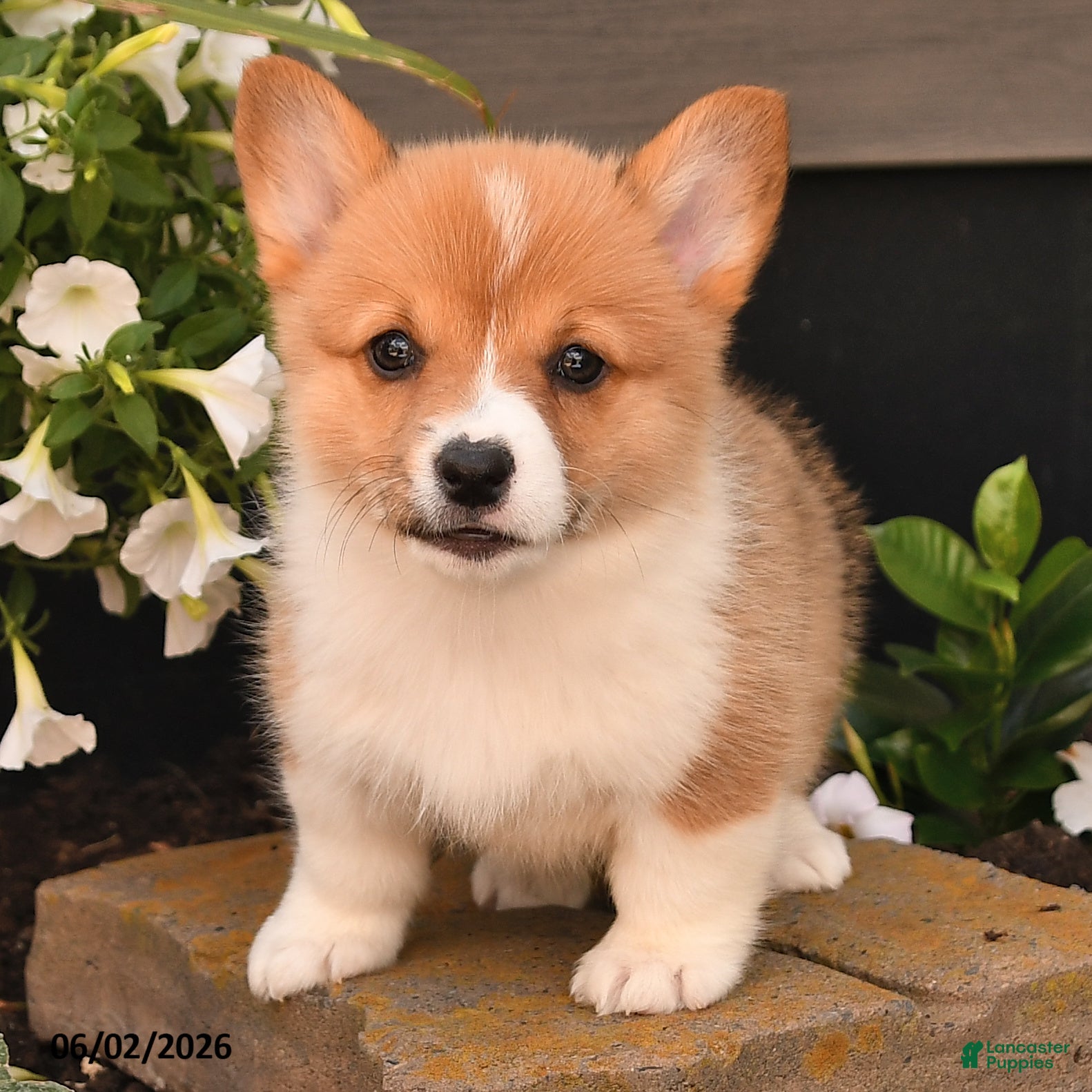 Welsh Corgi Pembroke dogs for sale: Blossem - Ad 2