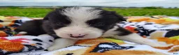 Border Collie dogs for sale: Piper - Ad 25