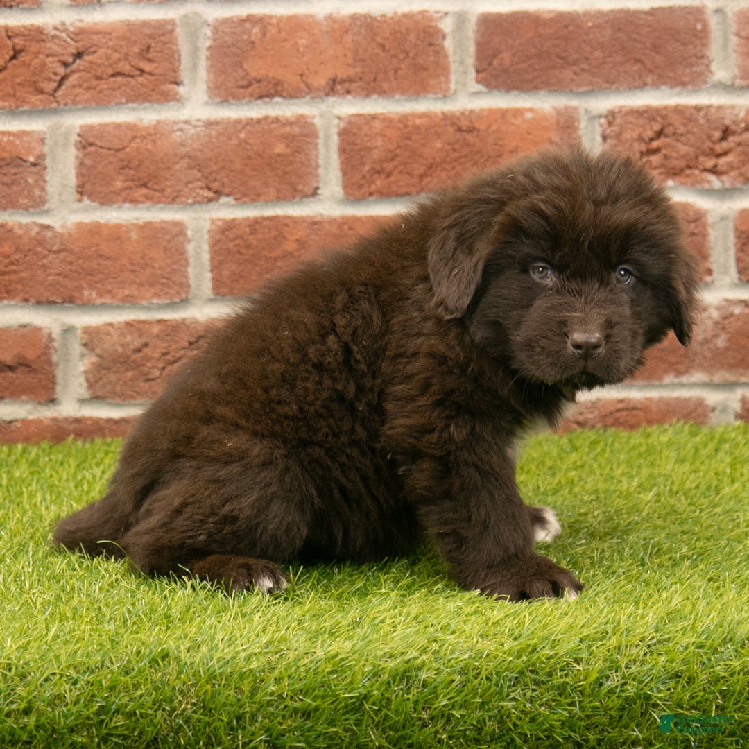 Newfoundland dogs for sale: Ryder - Ad 3