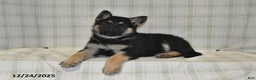 German Shepherd dogs for sale: Maverick - Ad 4