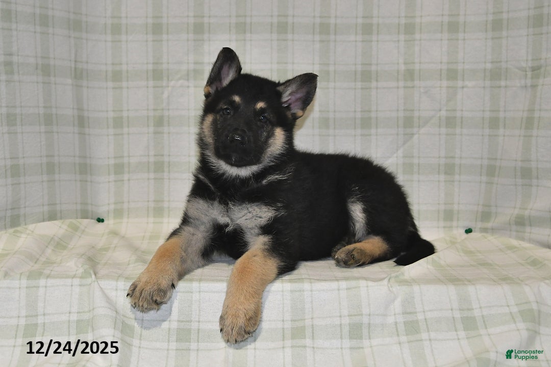 German Shepherd dogs for sale: Maverick - Ad 4