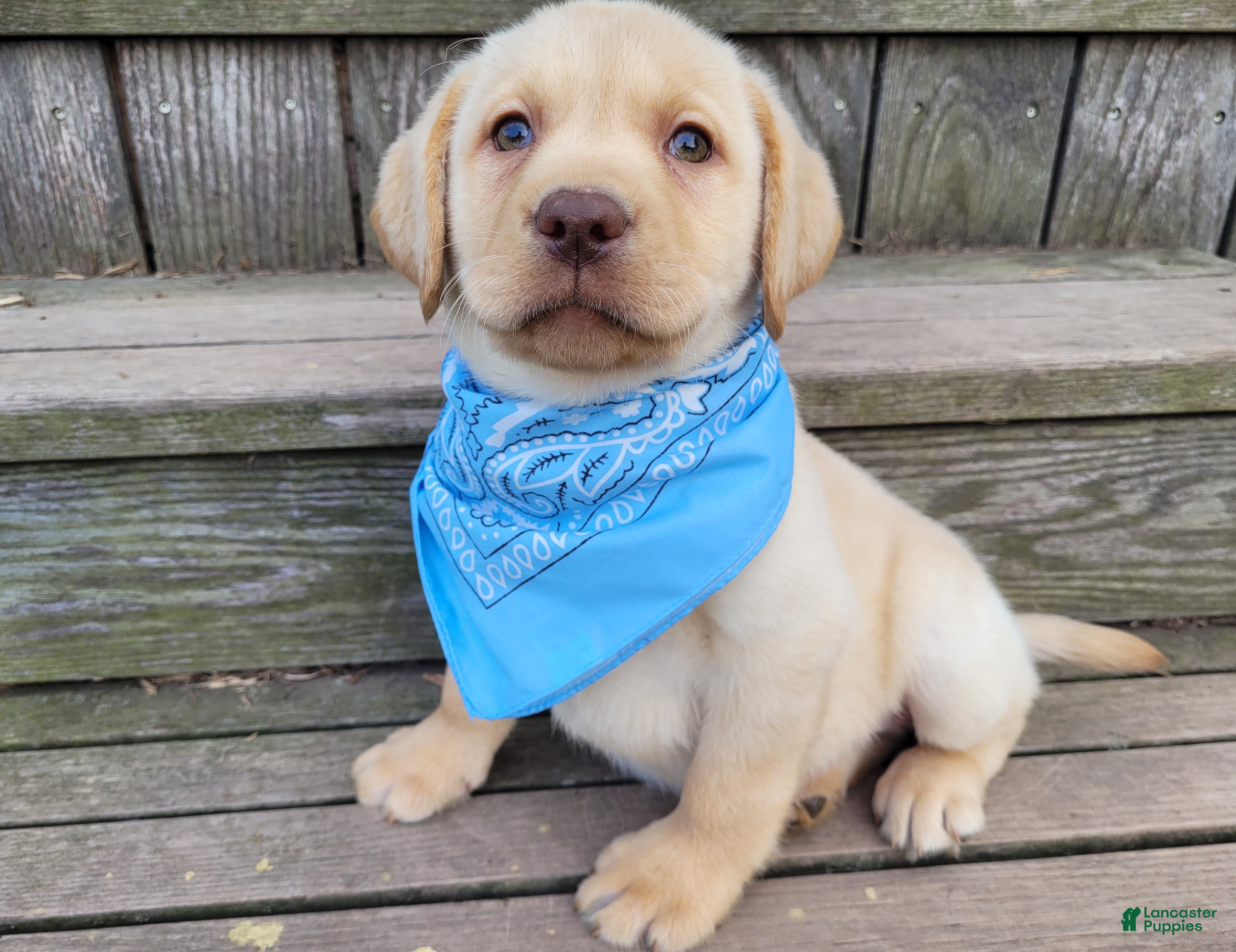 Labrador Retriever dogs Winston - Ad 2