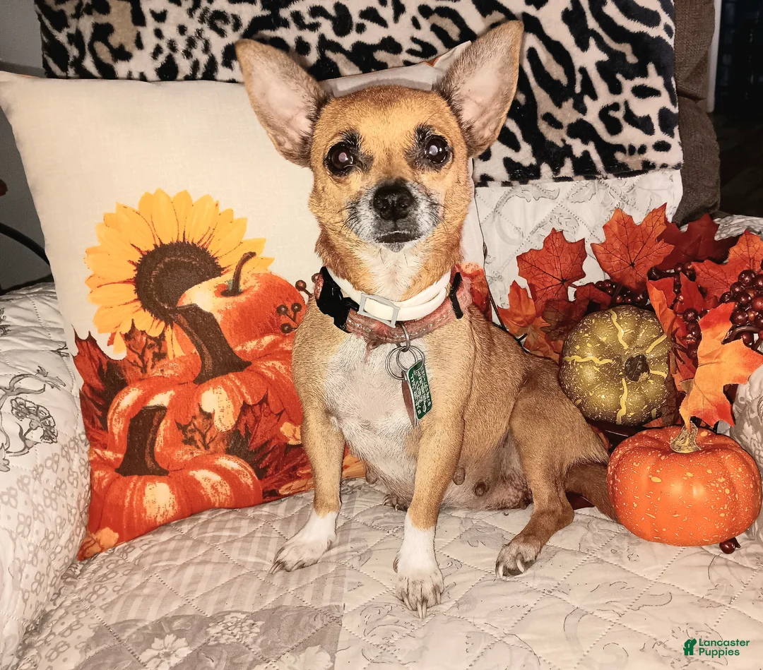 Chihuahua dogs for sale: Big Hoss - Ad 9