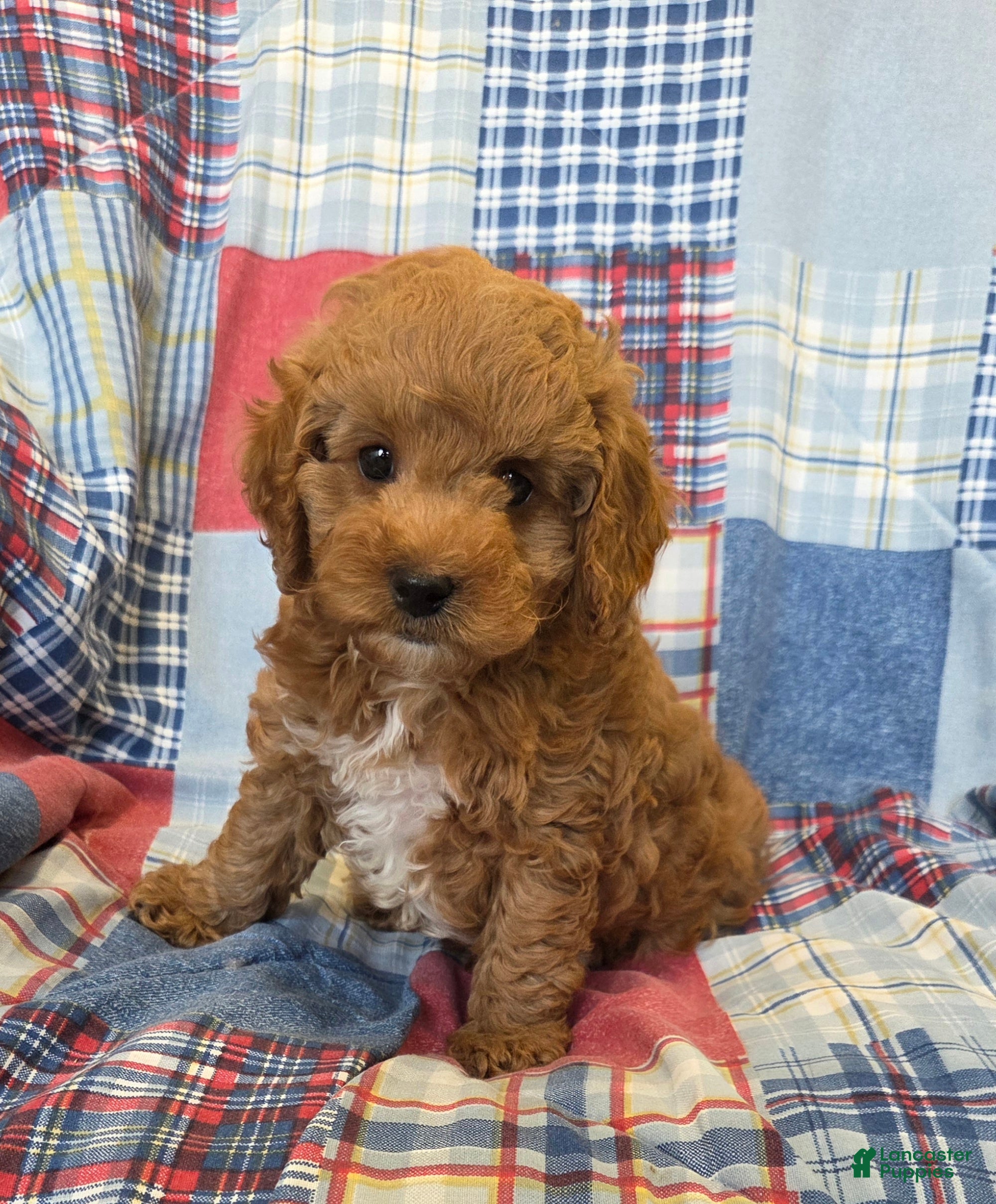 Cavapoo dogs Bo  - Ad 2
