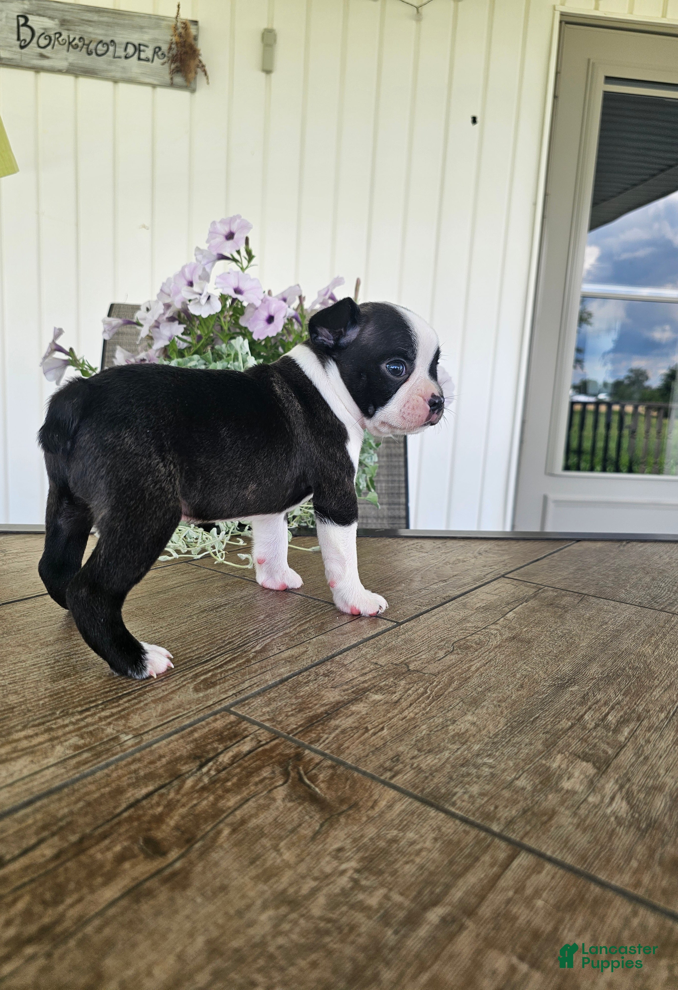 Boston Terrier dogs Arlo - Ad 2