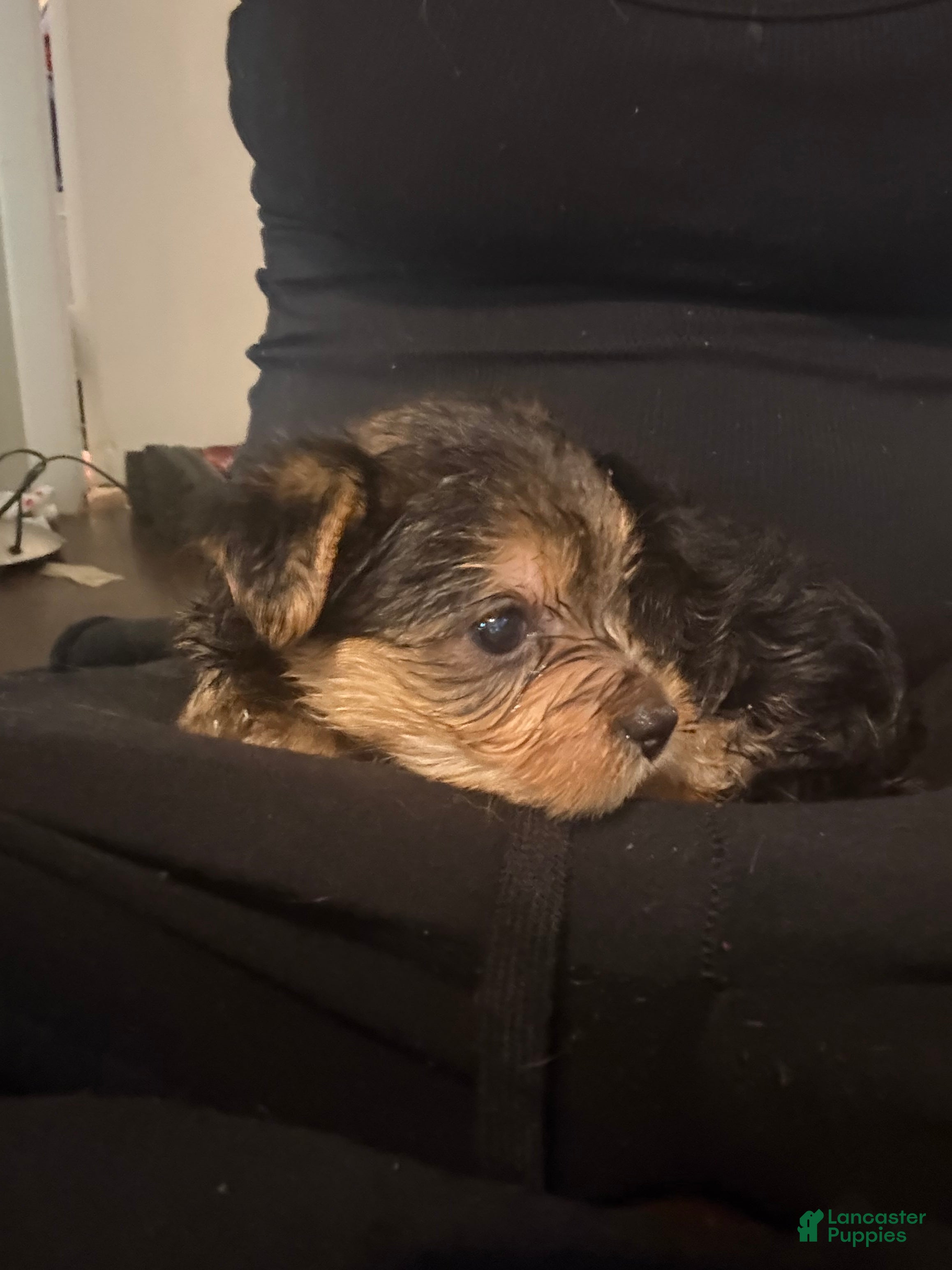 Yorkshire Terrier dogs Bubbles - Ad 6