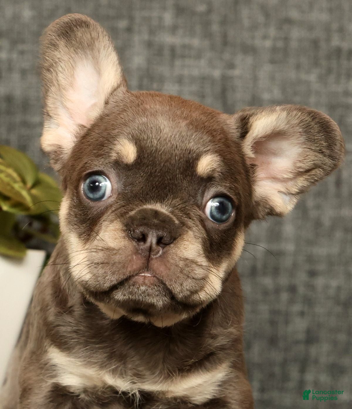 French Bulldog dogs for sale: Leo - Ad 37