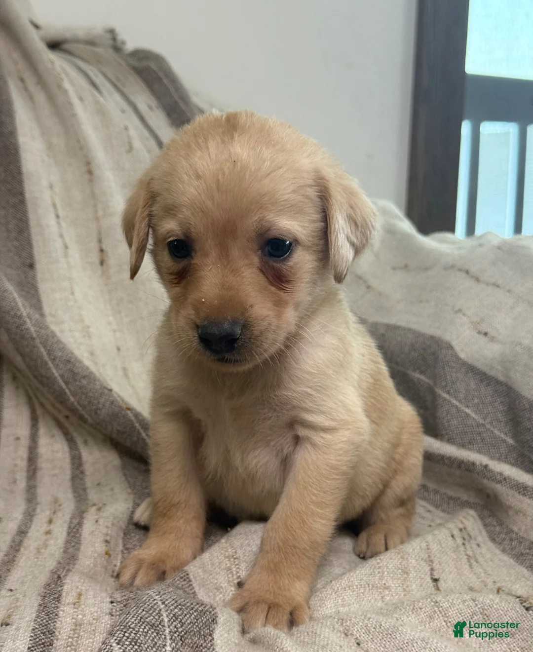 Labrador Retriever dogs for sale: Ben - Ad 8