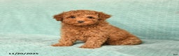 Toy Poodle dogs for sale: Rose  - Ad 1