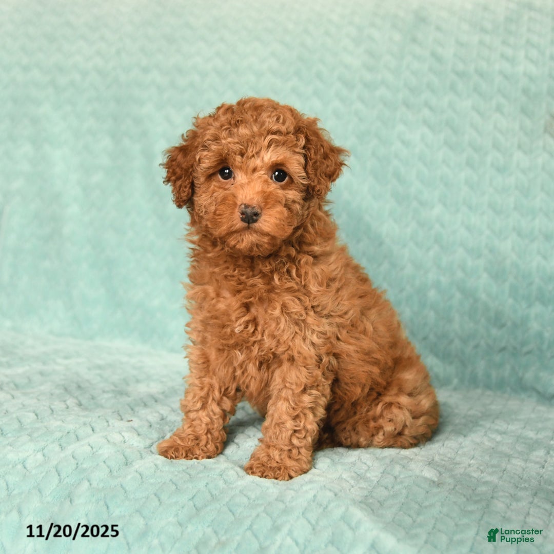 Toy Poodle dogs for sale: Rose  - Ad 1