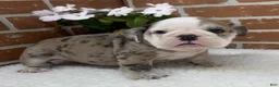 English Bulldog dogs for sale: Teresa - Ad 8