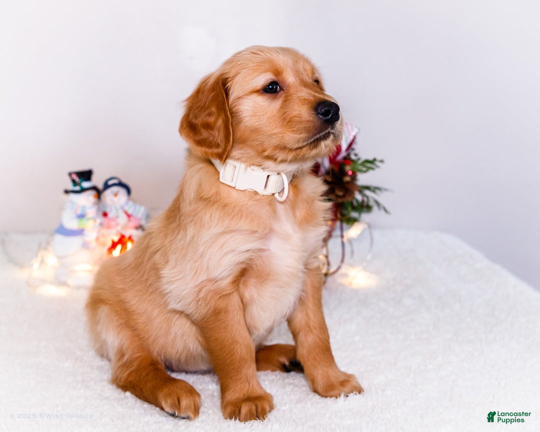 Golden Retriever dogs for sale: Goldie - Ad 6