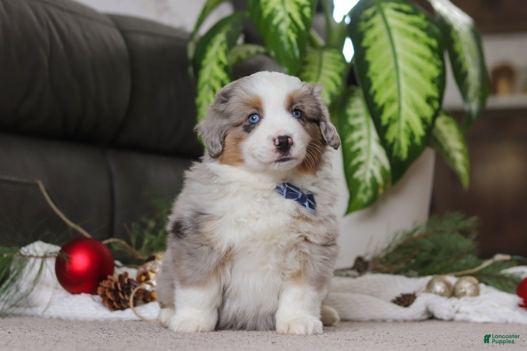 Miniature Australian Shepherd dogs for sale: Arnie - Ad 2