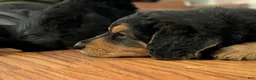 Mixed Breed dogs for sale: Mort - Ad 5