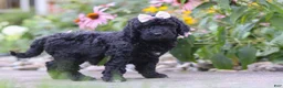 Newfypoo dogs for sale: Issebelle - Ad 5