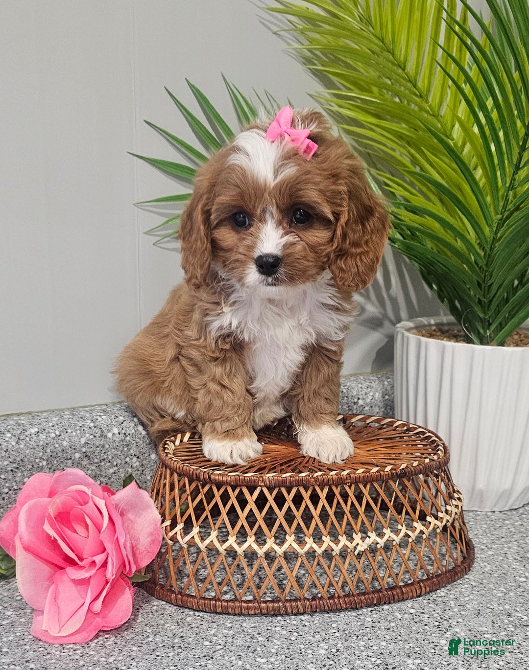Cavapoo dogs for sale: Lil Shiloh  - Ad 6